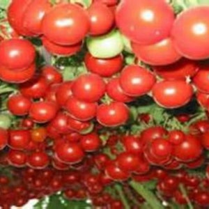 Italian Tree Tomato Seeds