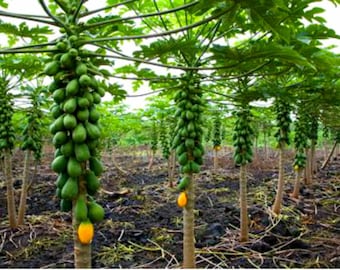 May include: A papaya orchard with rows of papaya trees laden with green papaya fruit. The papaya trees are tall and slender with large green leaves.
