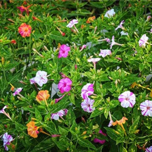 Four O'clock'sformula Mix Seeds Etsy