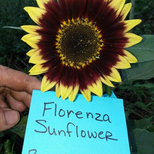 The Joker Sunflower Seeds loads of Medium & Small Heads Etsy