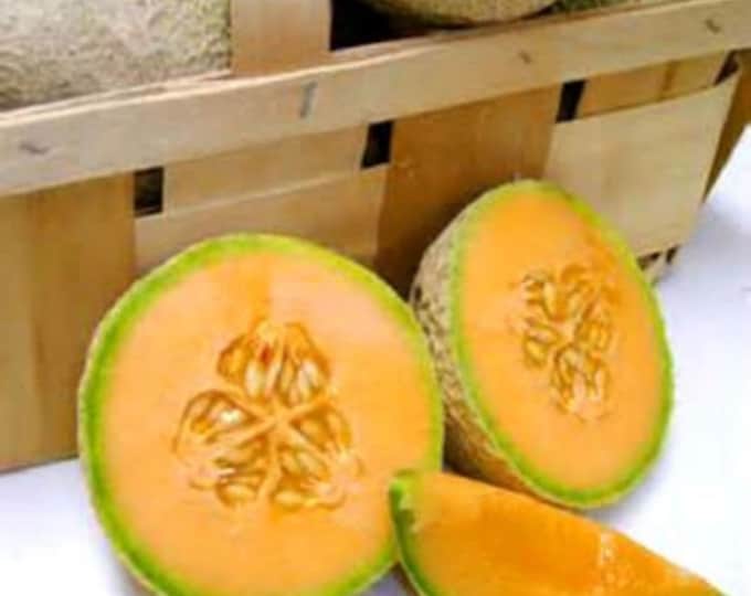 Mini Sugar Cubes Cantaloupe Seeds Etsy