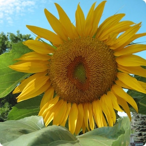 Semillas de girasol mamut ruso