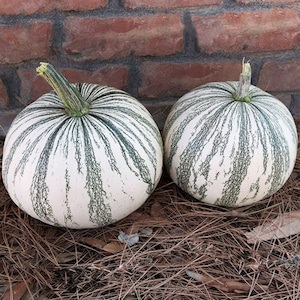 Silver Edge Pumpkin Seeds