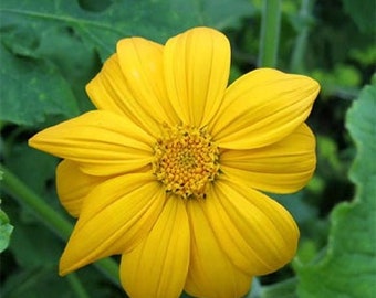 Tall Yellow Mexican Sunflower Seeds