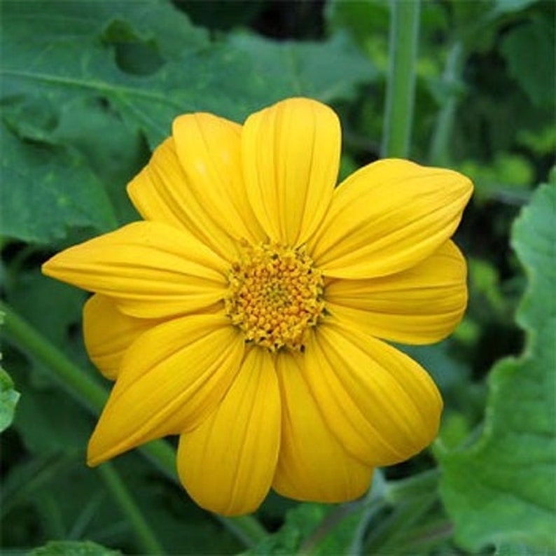 Tall Yellow Mexican Sunflower Seeds Etsy