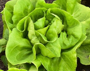 May include: A close-up of a head of green lettuce with tightly packed leaves.