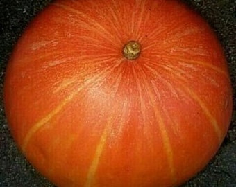 Striped Dill's Atlantic Giant Pumpkin Seeds