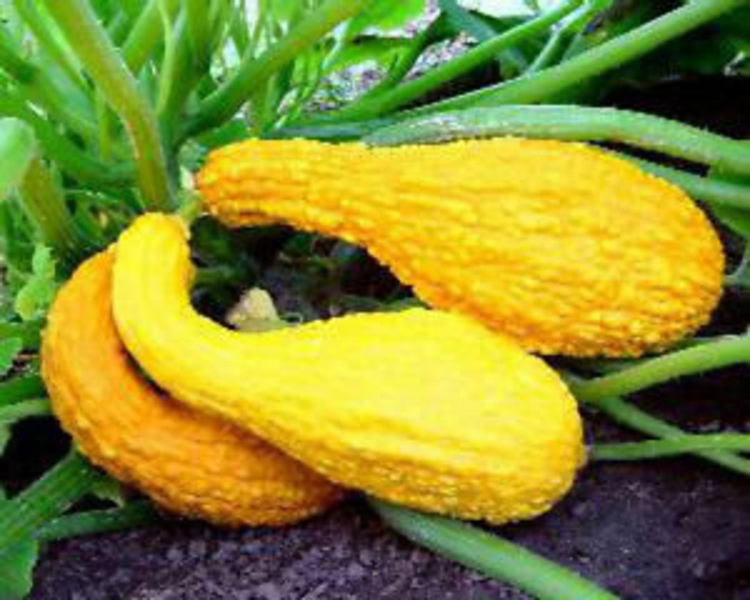 Yellow Bumpy Crookneck Summer Squash Seeds Etsy