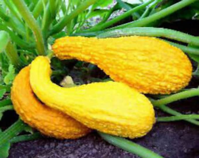 Yellow Bumpy Crookneck Summer Squash Seeds Etsy