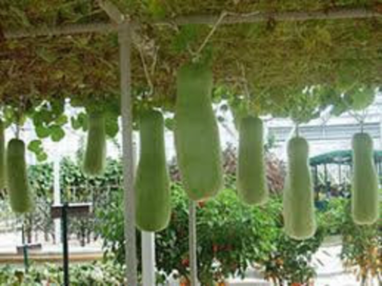 Giant Zucca Gourd Seeds up to 100 Pounds Etsy