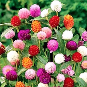 Gomphrena Seeds - Mixed Colors