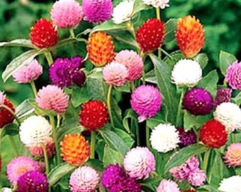 Celosia Forest Fire 15 Seeds Cockscomb Seeds