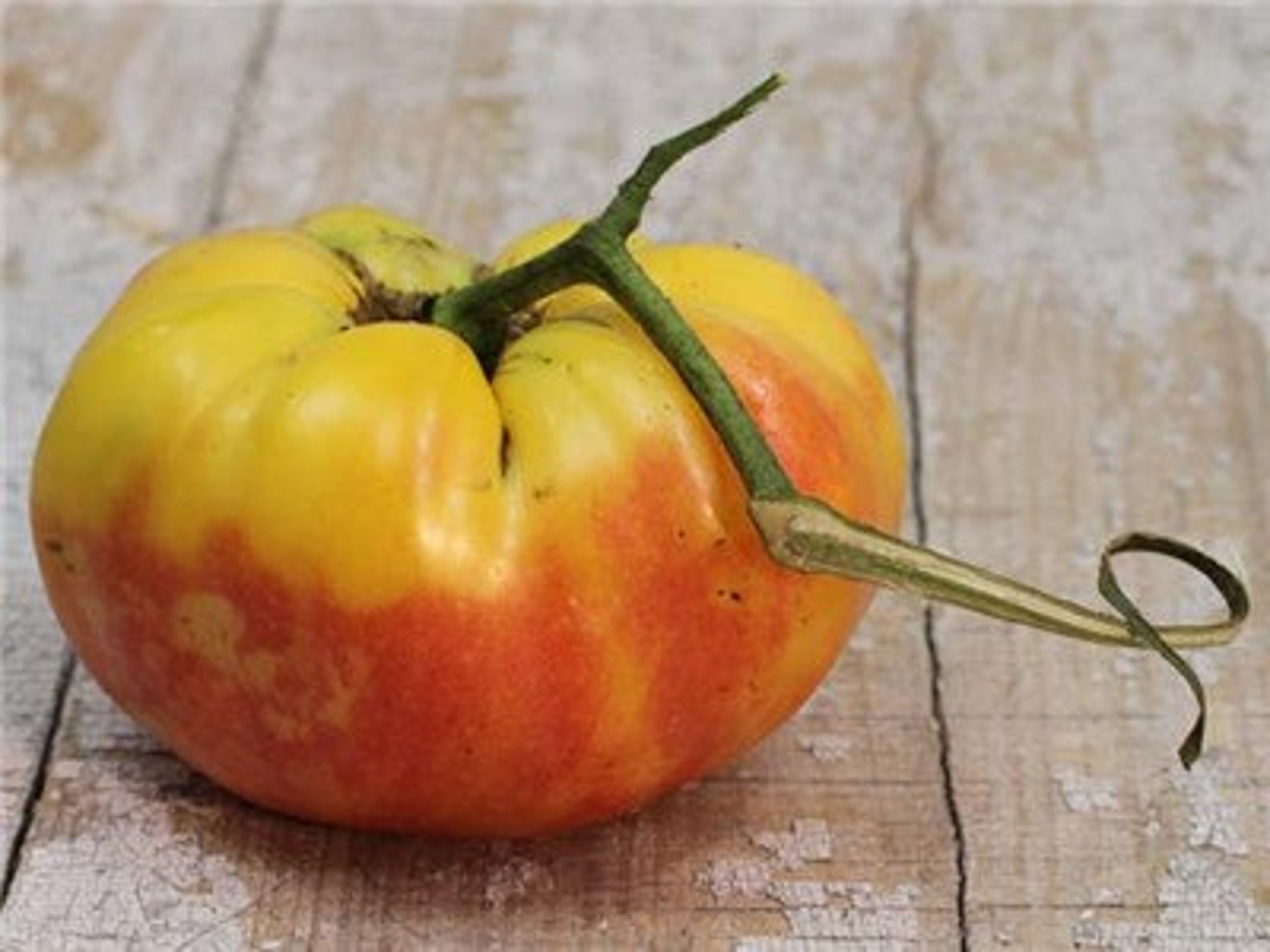 Massive Nature's Riddle Heirloom Tomato Seeds - Etsy