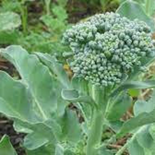 De Cicco Broccoli Seeds