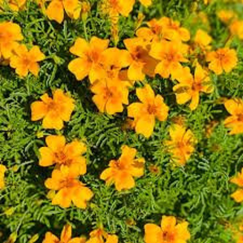 Tangerine Gem Marigold Seeds Etsy