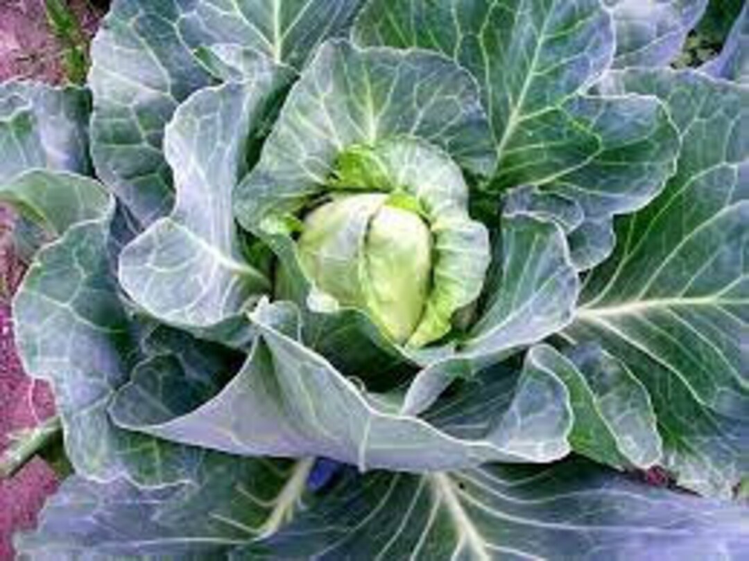 Early Jersey Wakefield Cabbage Seeds - Etsy