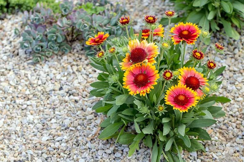 Blanket Flower Seeds bright & Beautiful Etsy