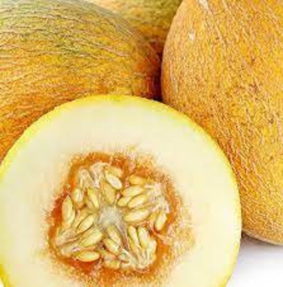 Sharlyn Melon Seeds - Etsy