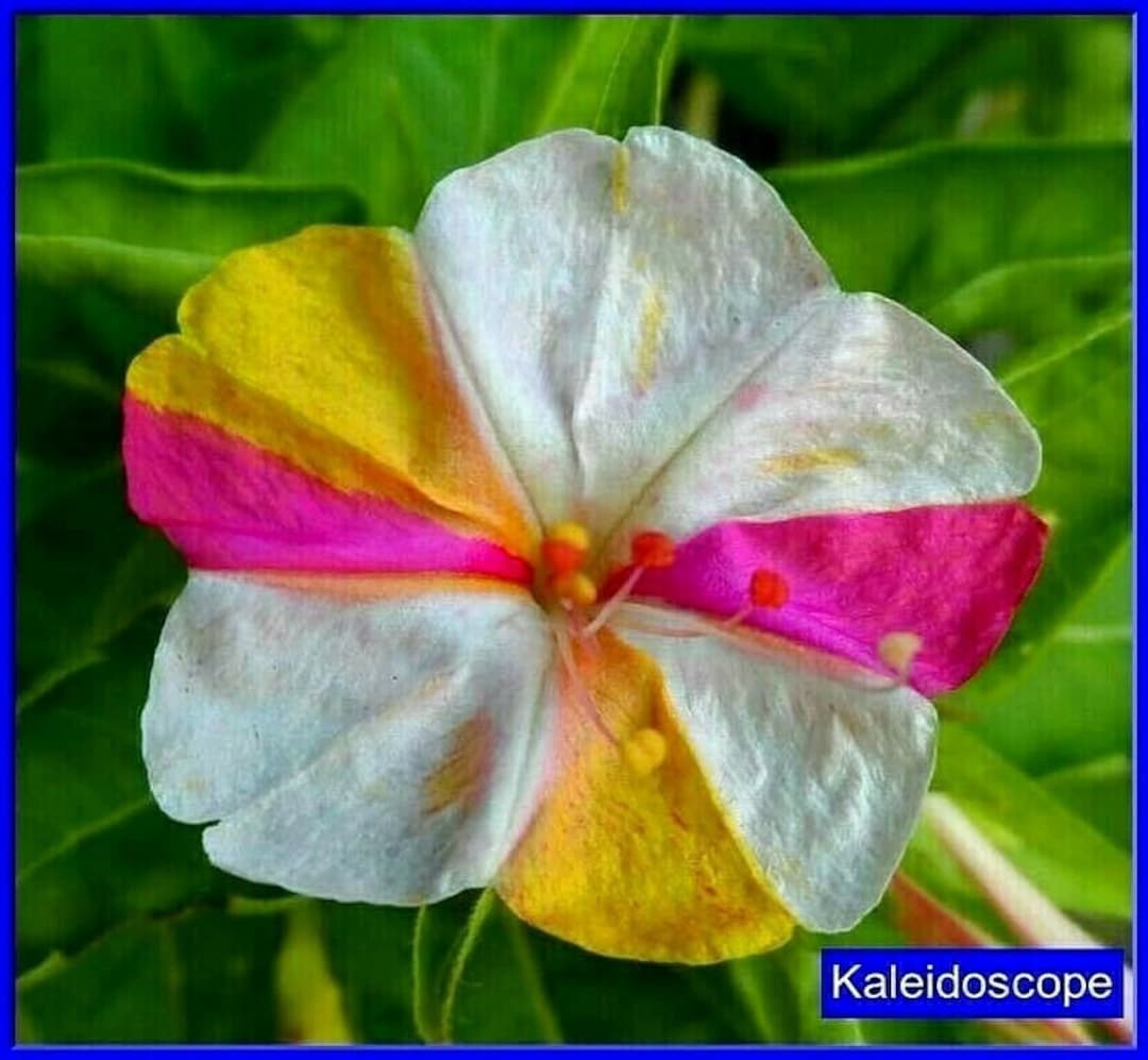 Four O' Clock's kaleidoscope Seeds Beautiful Mixed Color on the Same