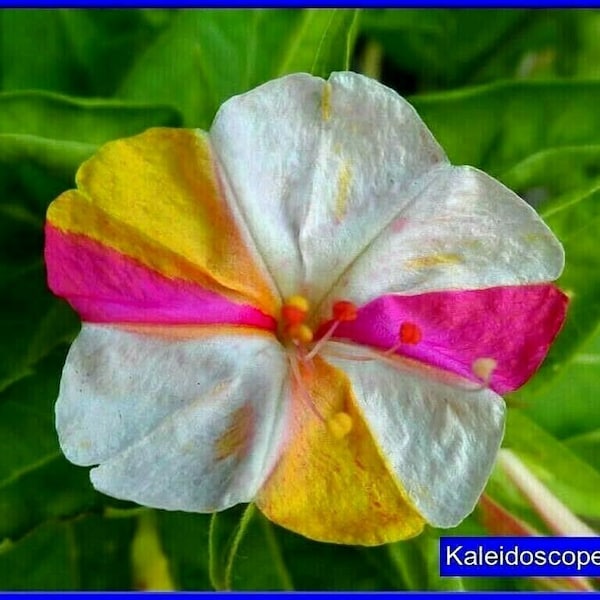 Four O' Clock's -Kaleidoscope Seeds- Belles couleurs mélangées sur la même fleur !