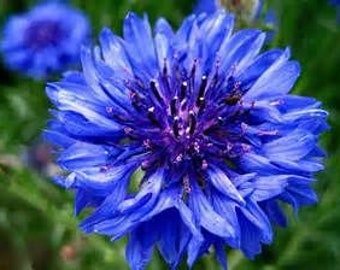 Tall Blue Cornflower Seeds