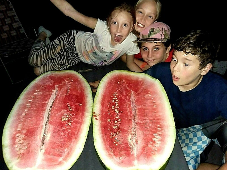 Puede incluir: Dos mitades de sand&iacute;a, mostrando la pulpa roja y las semillas negras. Cuatro ni&ntilde;os miran la sand&iacute;a, uno de ellos sosteniendo una rebanada de sand&iacute;a.