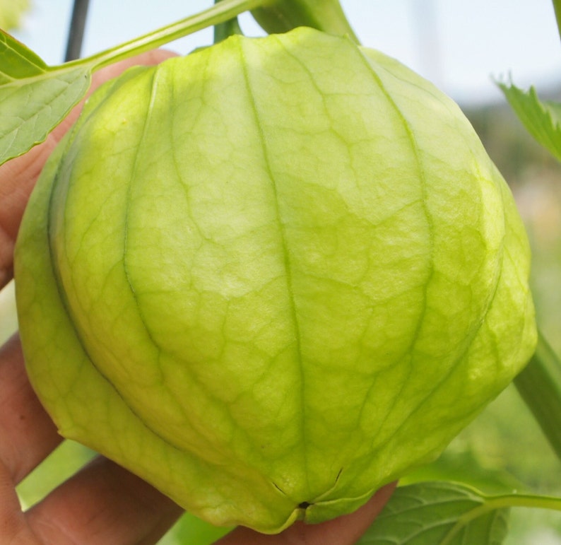 World Largest Tomatillo Seeds Etsy