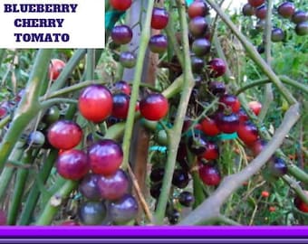 Blueberry Cherry Tomato Seeds