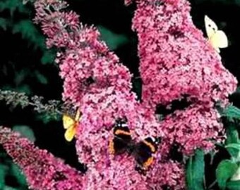 Evil Ways Butterfly Bush S/H 50+ Seeds Lime Green Leaves comb Easy to grow Evil Ways Butterfly Bush S/H 50+ Seeds Lime Green Leaves comb Easy to grow