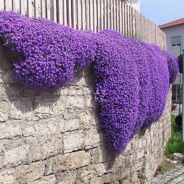 Purple Rockcress Seeds (Hardy Perennial)