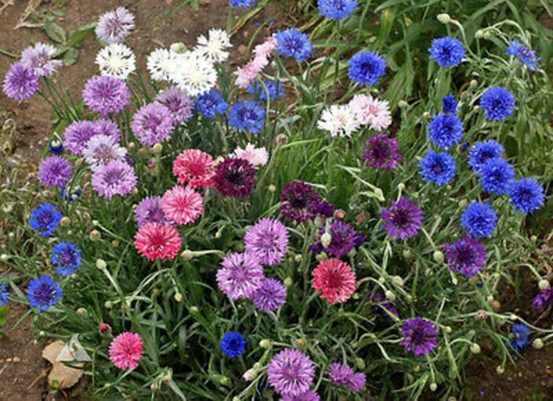 Cornflower Seeds Dwarf Polka Dot Mix Etsy