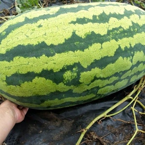 Puede incluir: Una sand&iacute;a grande, verde con rayas verde oscuro. La sand&iacute;a est&aacute; sobre una lona de pl&aacute;stico negra.