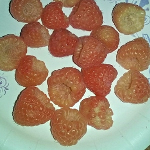 May include: A white paper plate with a variety of pink raspberries. The raspberries are arranged in a circular pattern.