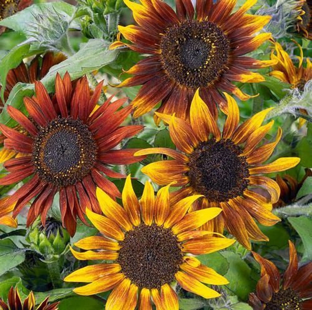 Summer Time Mix Sunflower Seeds A Rare Seeds House Mix of - Etsy