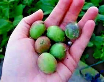 Anna Kiwi Seeds No Fuzz Kiwi -Super Sweet Mini's