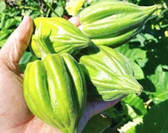 Semillas de okra de Motherland