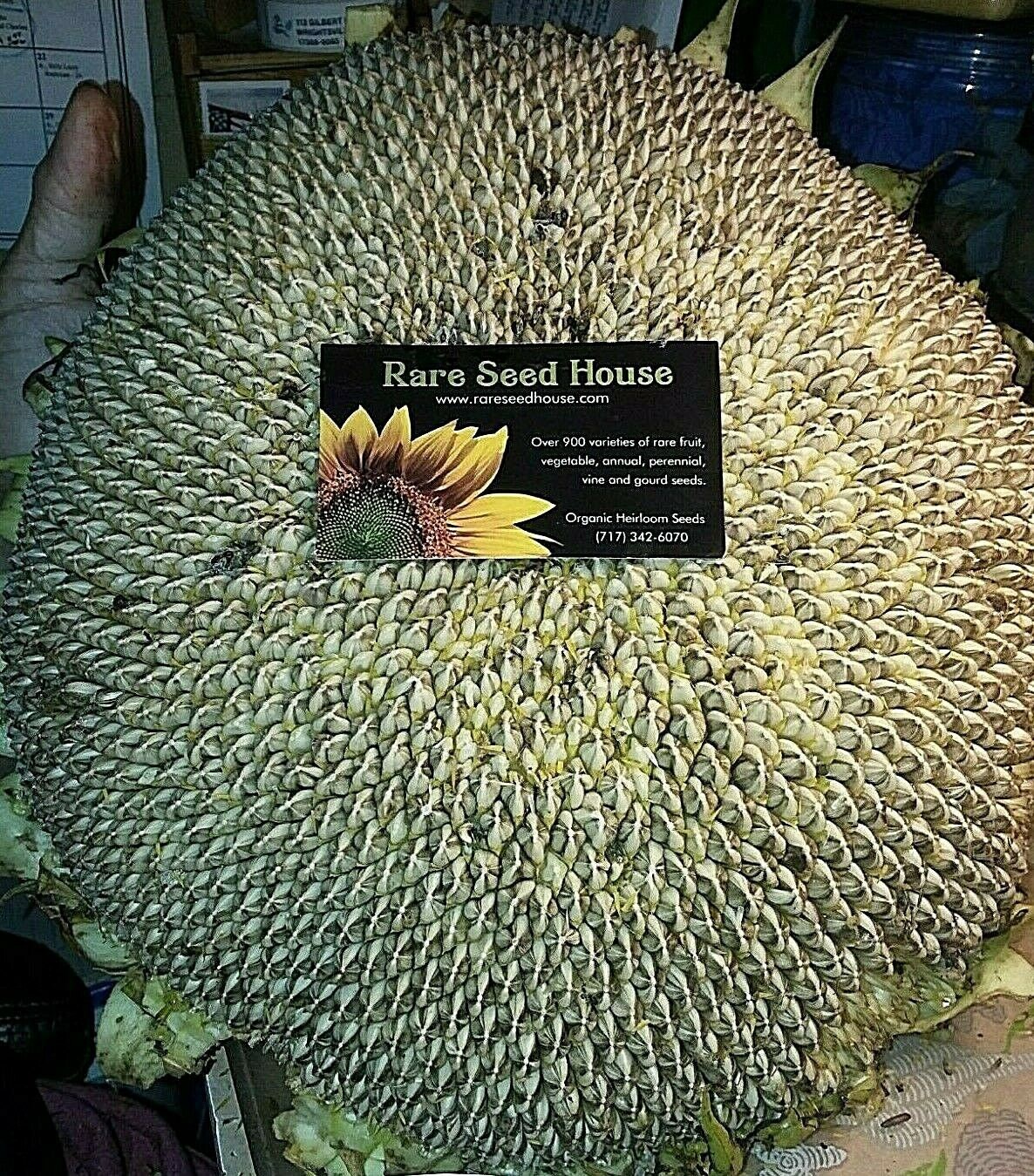 Skyscraper Sunflower Seeds Etsy