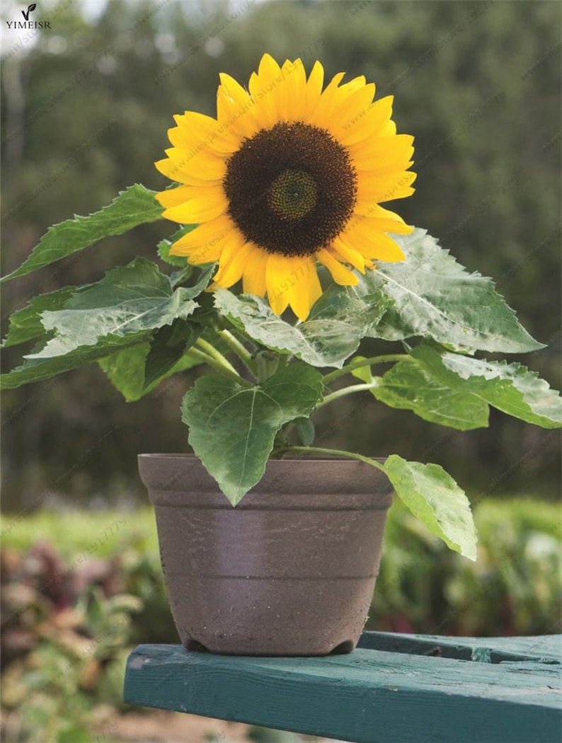Incredible Dwarf Sunflower Seeds Large 7-9 Inch Head on - Etsy