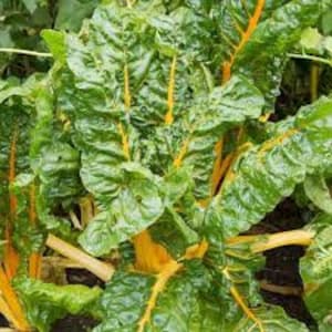 Canary Swiss Chard Seeds