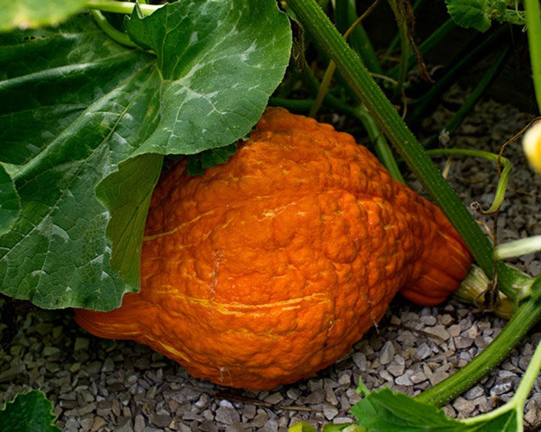 Hurbert Squash Beautiful Golden Hubbard Squash - Etsy