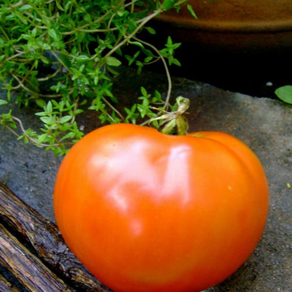 Saint Pierre Tomato Seeds