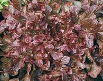 Red Leaf Salad Bowl Lettuce Seeds