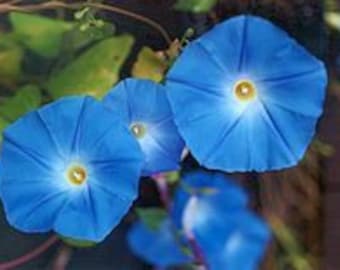 Heavenly Blue Morning Glory Vine Seeds