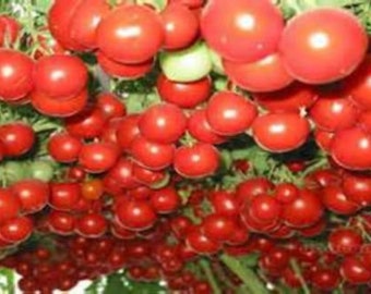 Italian Tree Tomato Seed (Grows Like A Tree!)