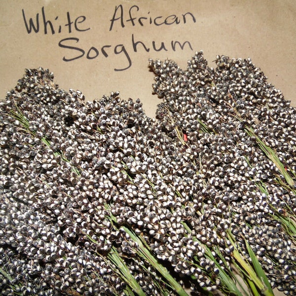 White African Sorghum Seeds