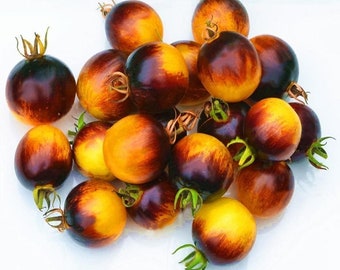 May include: A group of small, round tomatoes with a deep blue and yellow color. The tomatoes are arranged in a pile on a white surface.