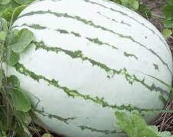 May include: A large, oval watermelon with a pale green rind and dark green stripes. The watermelon is surrounded by green leaves and vines, suggesting it is growing in a garden. The fruit appears ripe and ready to harvest.