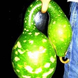 May include: A green gourd with a long, curved neck and a bulbous base. The gourd has a speckled pattern of lighter green and white spots. The gourd is being held by a person wearing blue jeans.