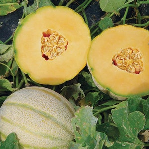 Tuscan Cantaloupe Seeds