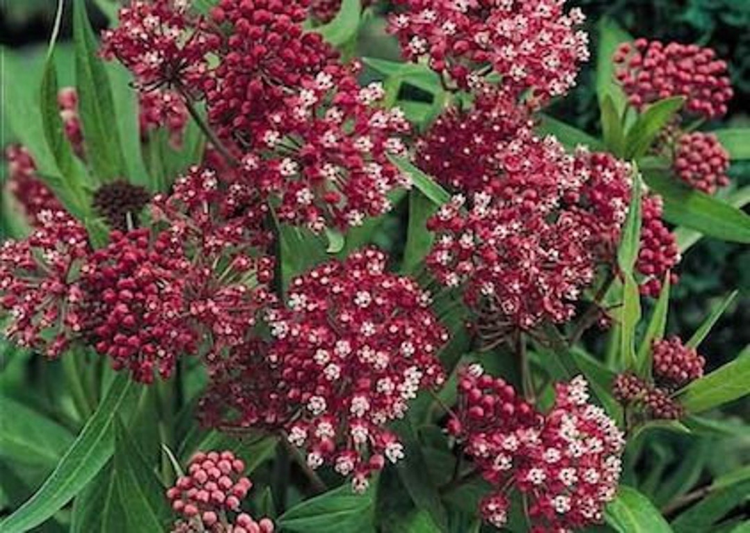 Old Fashioned Tall Pink Butterfly Weed Seeds Etsy